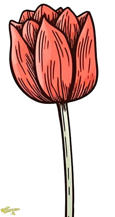 jeden tulipan