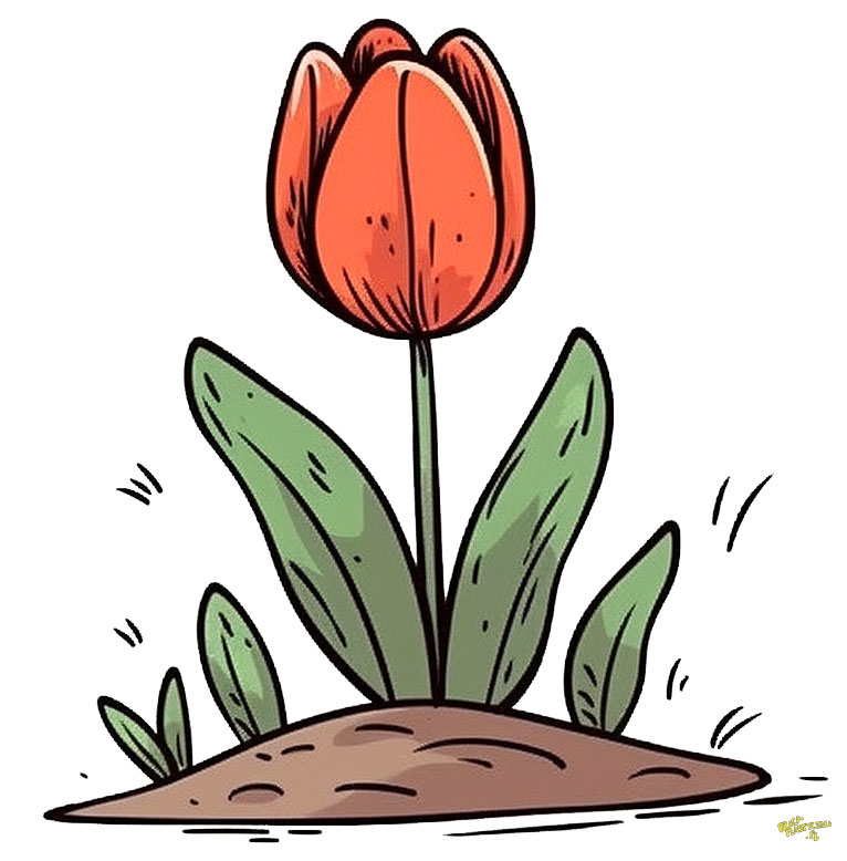 rosnący tulipan