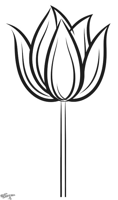 Tulipan bez liści szablon