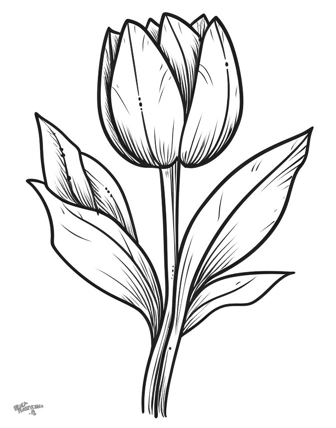 Tulipan szablon do wydruku