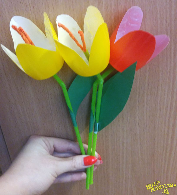 Kubeczkowe tulipany