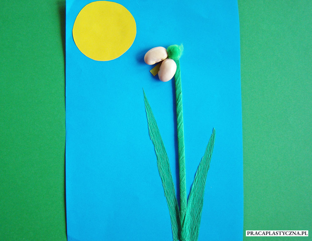 Przebiśnieg z fasoli